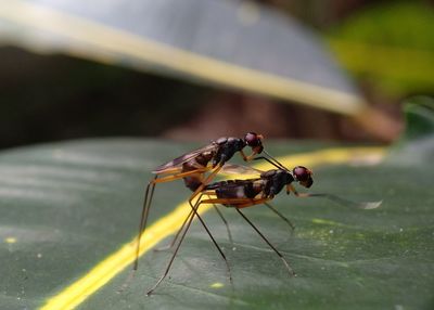 Close-up of insects mating on leaf