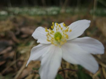 Close-up of white flower