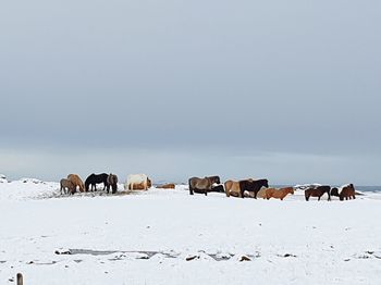 View of horses on snow covered field against sky