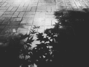 High angle view of tree shadow on street