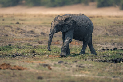 Elephants on field