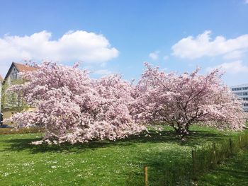 Flowers growing in field