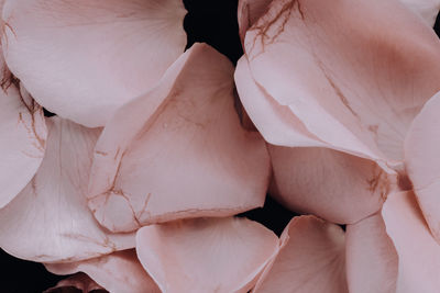 Close-up of white rose