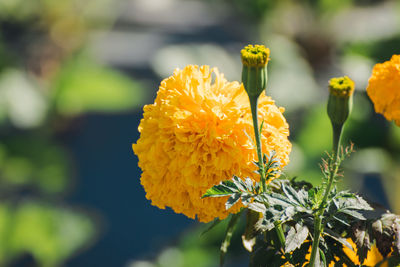 Close-up of yellow flowering plant