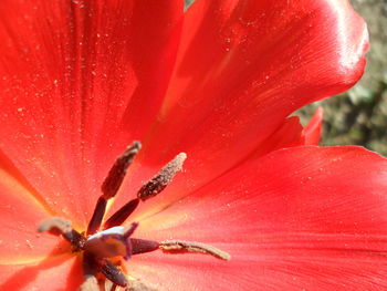 Close-up of red flower