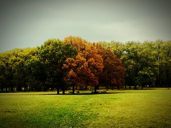 Trees on field in park against sky