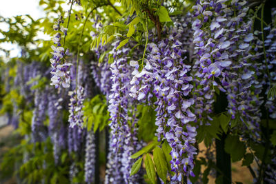 Close-up of purple flowering plants