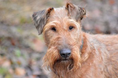 Close-up portrait of dog