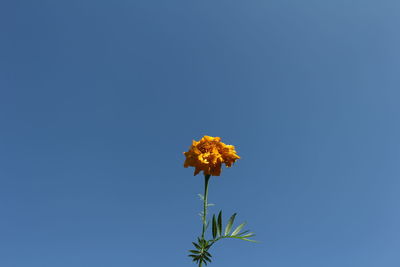 Low angle view of flowering plant against clear blue sky