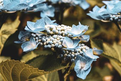 Close-up of white flowering plant