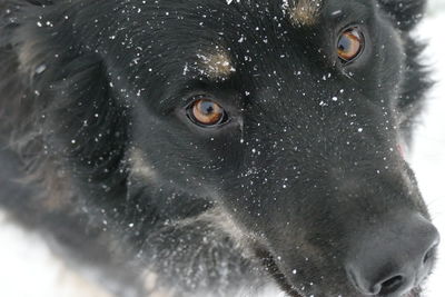 Close-up portrait of black dog in winter