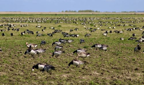 Flock of geese in a field