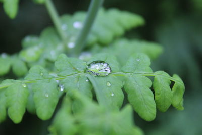 Close-up of water drops on leaf