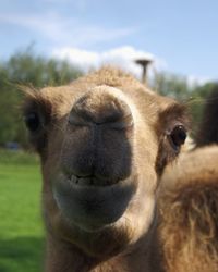 Close-up of a horse