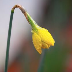 Close-up of yellow flowers