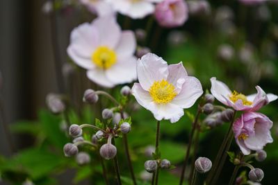 Close-up of white flowering plant