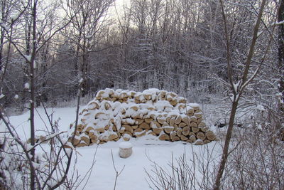 Stack of firewood amidst bare trees in forest during winter