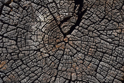 Detail shot of tree stump