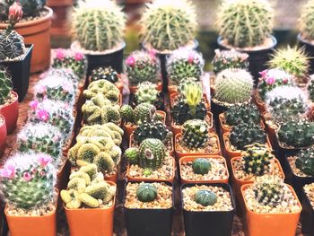 Potted plants for sale at market stall