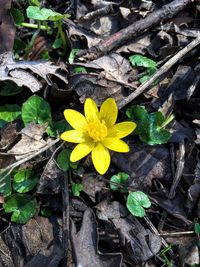 Close-up of yellow flower