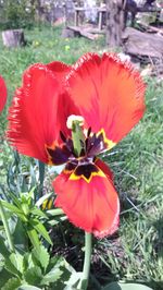 Close-up of red poppy flower