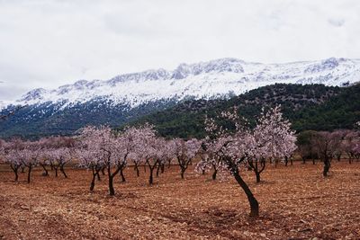 View of flower tree against sky