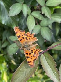 Close-up of butterfly on leaf