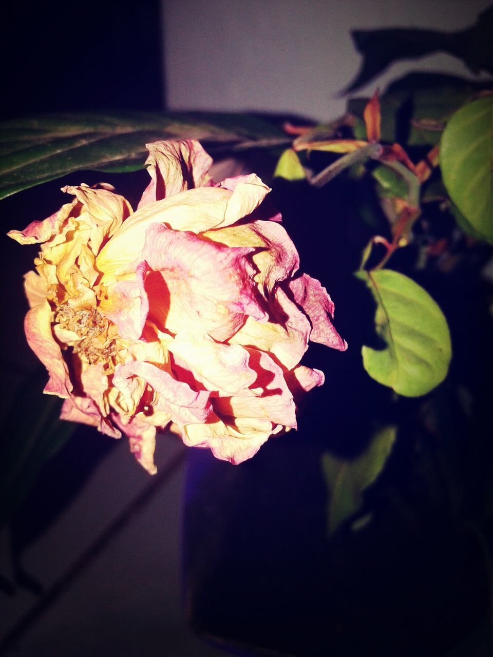 flower, petal, freshness, fragility, flower head, close-up, growth, indoors, beauty in nature, rose - flower, nature, plant, focus on foreground, leaf, blooming, no people, blossom, selective focus, bunch of flowers, botany