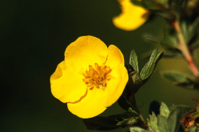 Close-up of yellow flower