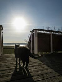 Dog looking at sunset