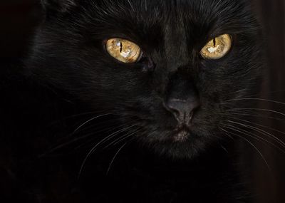 Close-up portrait of cat