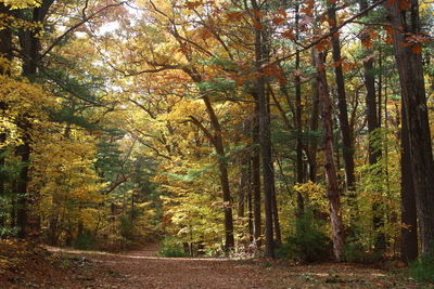 Trees in forest during autumn