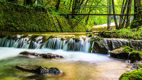 Scenic view of waterfall in forest