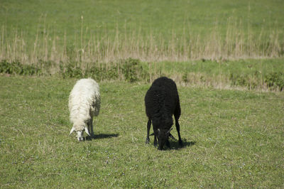 Sheep grazing on grassy field