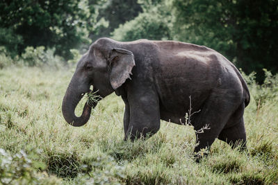 Side view of elephant eating grass at field