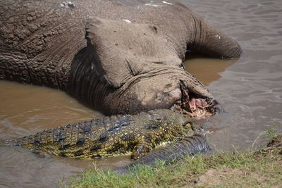 View of turtle in water