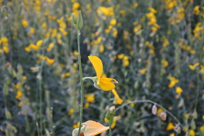 Close-up of yellow flowering plant in field