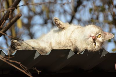 Low angle view of cat