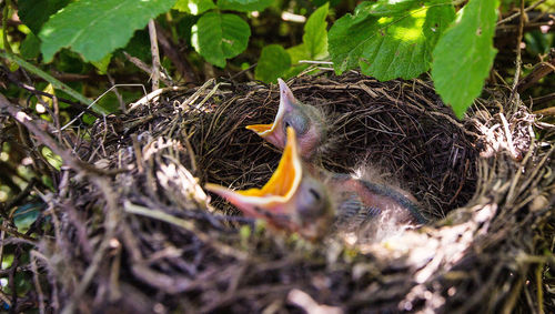 High angle view of birds in nest