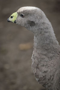 Close-up of bird