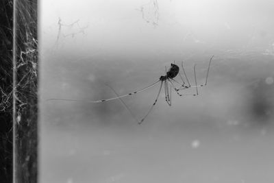 Close-up of spider on web