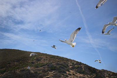 Low angle view of seagulls flying in sky