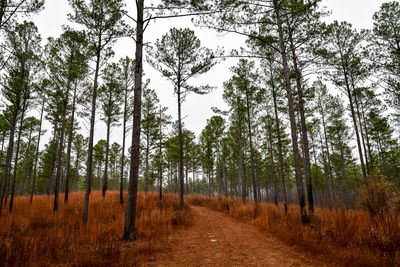 Trees in forest