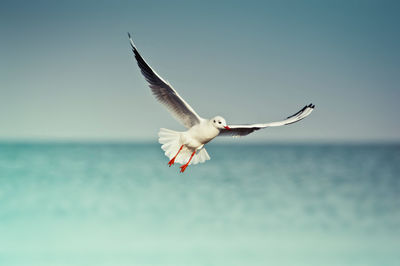 Seagull flying over sea against sky