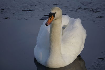 Swan swimming in lake