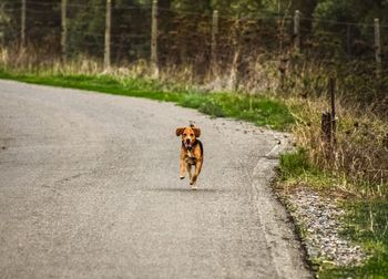 Dog walking on road