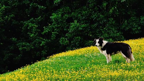 View of dog on street amidst flowering plants