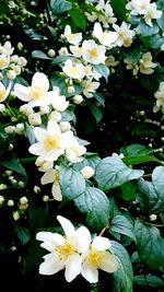 Close-up of white flowers blooming outdoors