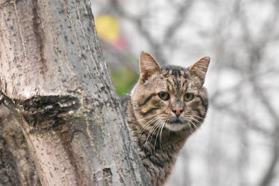 Portrait of a cat on tree trunk