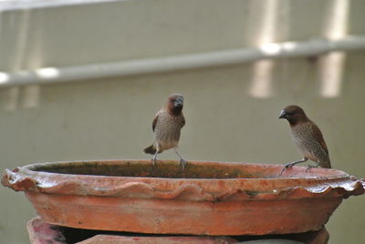 Close-up of birds perching on metal against wall